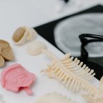 Modelos anatômicos de pulmões e uma imagem de raios X dispostos em uma bancada de estudo médico.